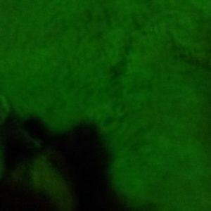 Meet your Posher, Ben